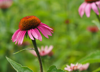 Roter Sonnenhut, die Heilpflanze im Blumenbeet