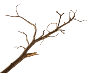 Dry tree branch with broken twigs isolated on white background. Natural wood texture ideal for design, craft, and ecological concepts. Perfect for rustic, autumn, and minimal themes.