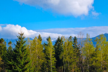 Scenic Mountain Landscape with Pine Trees and Cloudy Blue Sky