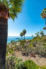 Vegetation by the sea in Laguna Beach