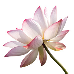 A perfect white lotus flower, an aquatic plant symbolizing serenity and peace, isolated on a transparent background png