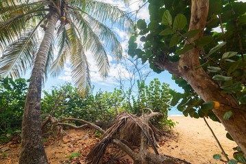 Palms and other tropical vegetation by the sea