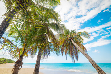 Tropical beach with palms and blue sea