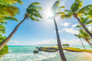 Palm trees and turquoise water in a tropical beach