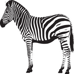 Isolated zebra image for design projects and educational resources on african wildlife and animals art