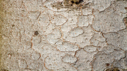Close up of tree bark texture with natural cracks and organic pattern.