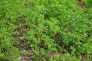 Glycyrrhiza uralensis cultivation - Korean medicinal herb