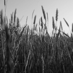 field of wheat