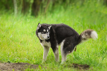 husky dog does poo at park