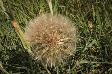 Fototapeta premium dandelion 