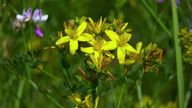 Wild medicinal herbs in their natural habitat. Sunny meadow with blooming St. John's Wort (Hypericum perforatum)