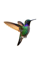 Fototapeta premium Vibrant emerald green and sapphire blue hummingbird hovering in mid-flight with wings spread wide, golden-orange light illuminating translucent wings on a pristine, transparent shadowless studio