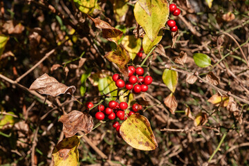 The sassaparilla is tall (Latin Smilax excelsa) with an elongated stem, stiff thorns and red fruits. Wild-growing Smilax excelsium plant, grown in autumn. Smilax's red berries are feline, green.