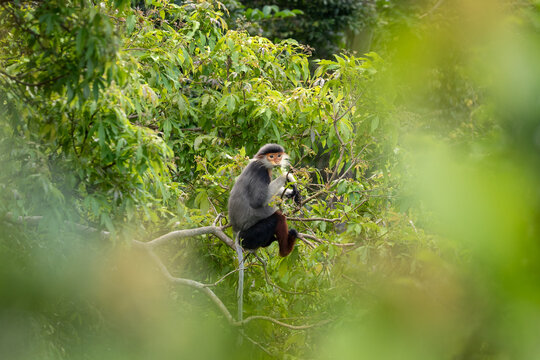 The red-shanked douc langur in the rainforests of Vietnam. A rare langur is feeding on a branch during the day. A group of red-shanked doucs is hiding in the forest.