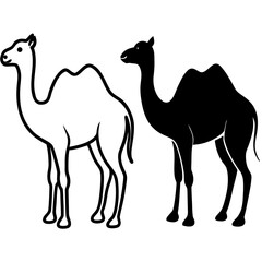 Two camels one outlined and one black silhouette isolated on white background