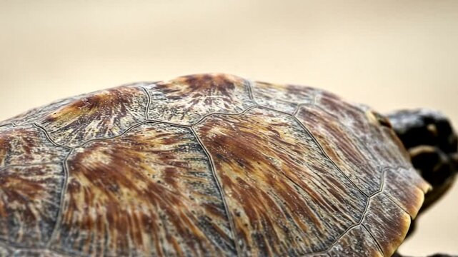 Close-up of a turtle shell texture