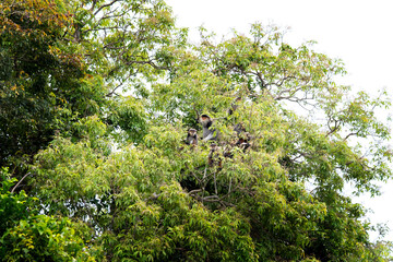 The red-shanked douc langur in the rainforests of Vietnam. A rare langur is feeding on a branch during the day. A group of red-shanked doucs is hiding in the forest.