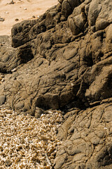 Textured coastal rocks with broken coral pieces on the shore, captured in warm natural sunlight