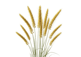 wheat ears isolated on white background