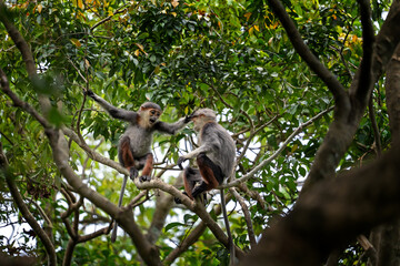 Fototapeta premium The red-shanked douc langur in the rainforests of Vietnam. A rare langur is feeding on a branch during the day. A group of red-shanked doucs is hiding in the forest.