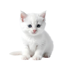 Sweet Little Kitten: Captivating portrait of an adorable, pure-white kitten, its bright, inquisitive eyes radiating innocence, sitting attentively in a studio setting. 