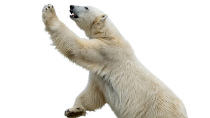 Fototapeta premium Polar bears, isolated transparent background