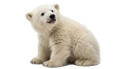 Obraz premium Polar bears, isolated transparent background