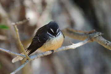 new zealand faintail