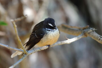 new zealand faintail