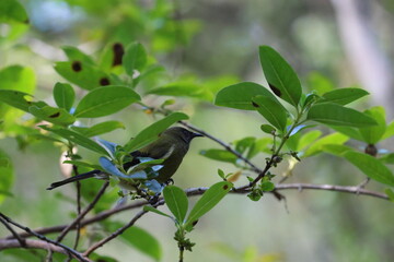 bird