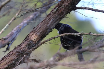 tui