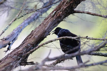 tui