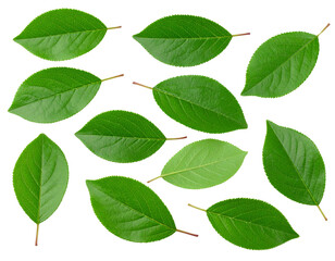 Fototapeta premium Scattered Plum Leaves in Random Pattern, Natural Look, White Background