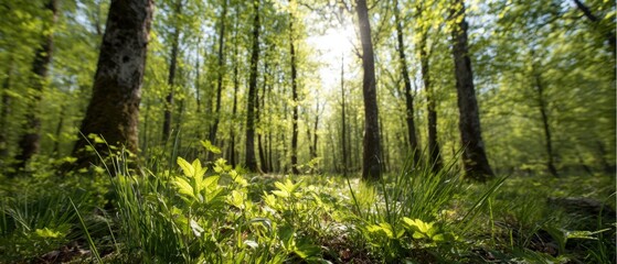 Obraz premium Sunlight filters through lush green trees and foliage in a serene forest, creating a peaceful and natural atmosphere