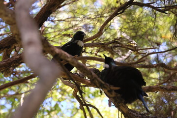 tui