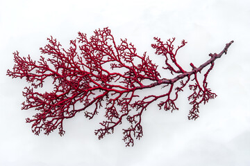 Bright Red Coral Branch on White Background – Marine Sea Plant, Underwater Natural Structure, Ocean Reef Decoration