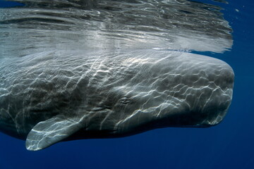 Sperm Whale Swimming Dominica Waters