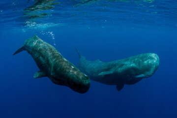 Sperm Whale swimming in Dominica waters (photo taken under Dominica permit)