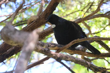 tui