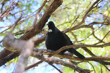 tui