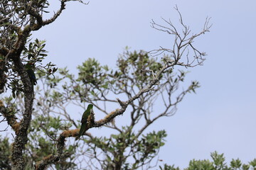 tui