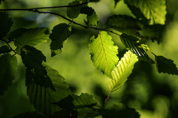green leaves background in sunny day in the forest with sunbeams