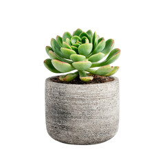 Mini potted succulent in textured concrete planter. Isolated white background. Png format