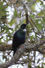 tui