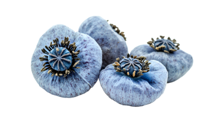 Blue Poppy Seed Pods Close Up Nature Photography