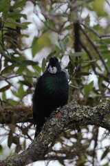 tui
