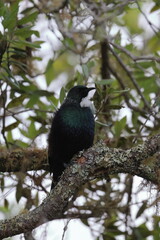 tui