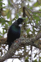 tui