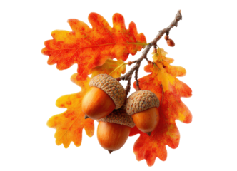 Bunch of acorn with autumn orange oak leaves isolated on transparent or white background PNG, Thanksgiving and seasonal holidays decoration design