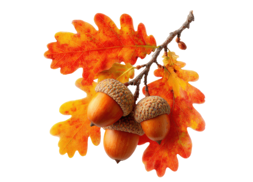 Bunch of acorn with autumn orange oak leaves isolated on transparent or white background PNG, Thanksgiving and seasonal holidays decoration design
